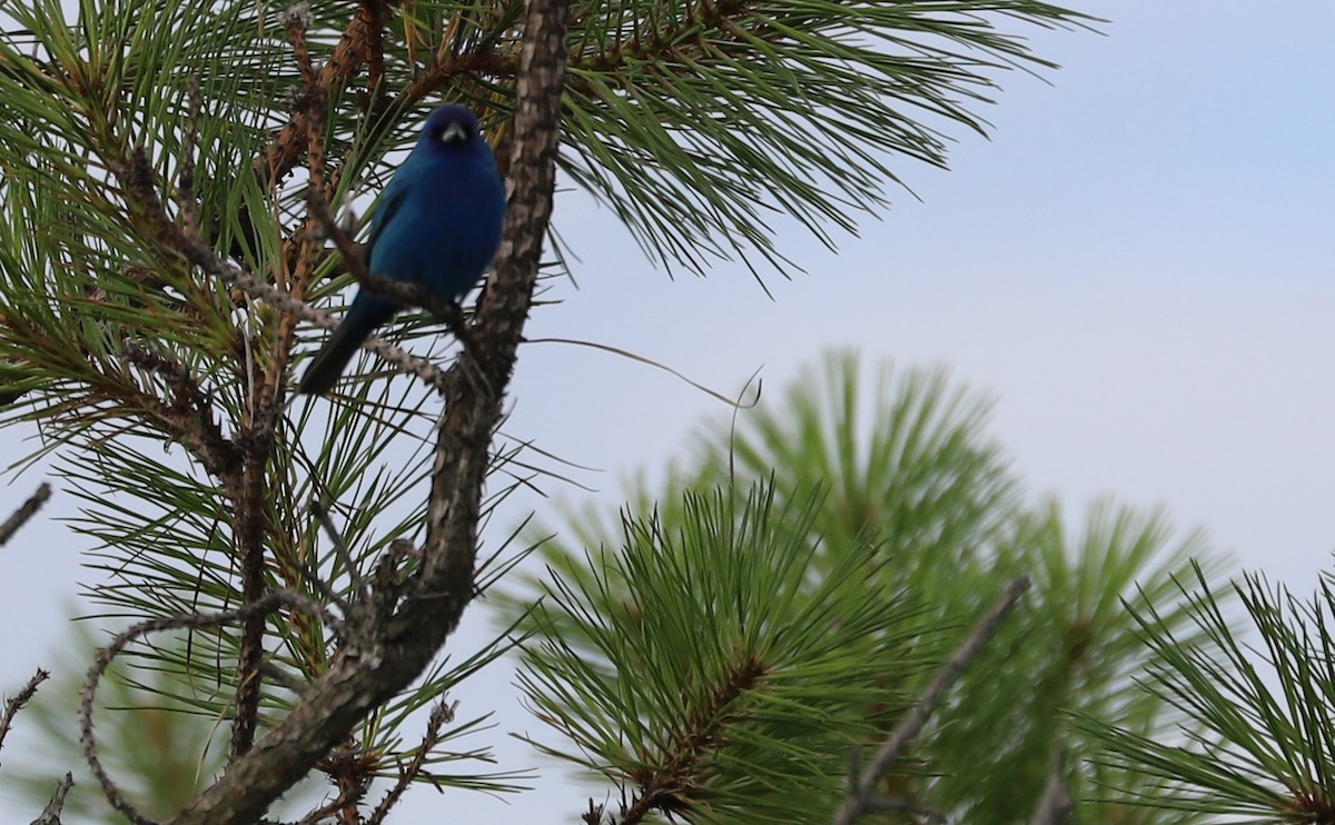 Passerin indigo - ML620281439