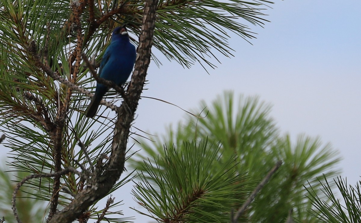 Passerin indigo - ML620281440