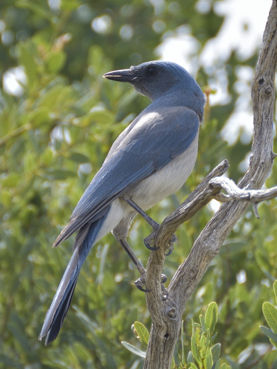 Mexican Jay - ML620281441