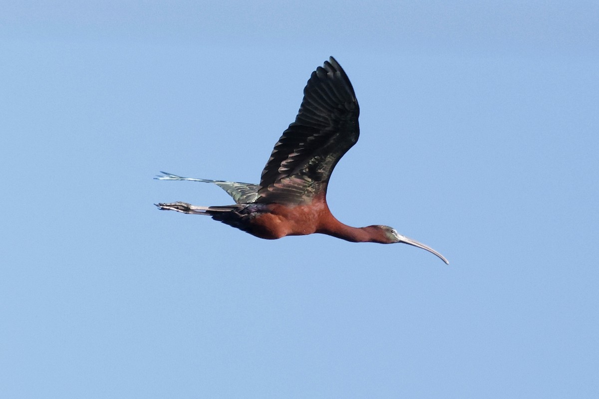 ibis hnědý - ML620281445