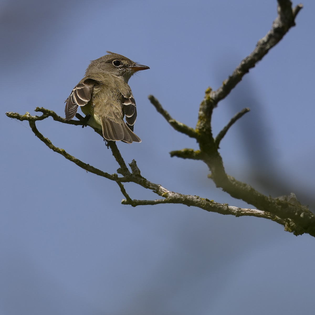 Willow Flycatcher - ML620281450