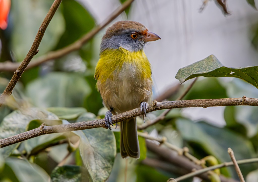 Rufous-browed Peppershrike - ML620281451