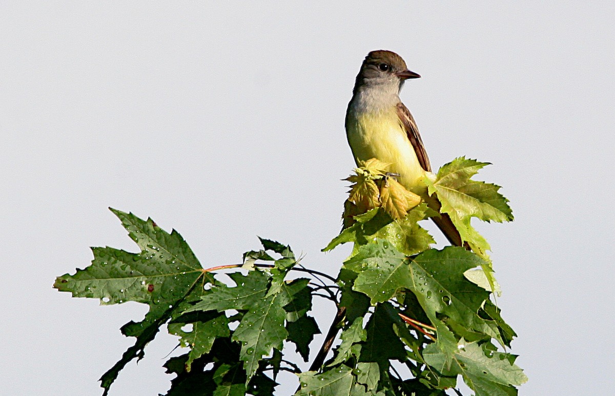 Great Crested Flycatcher - ML620281452