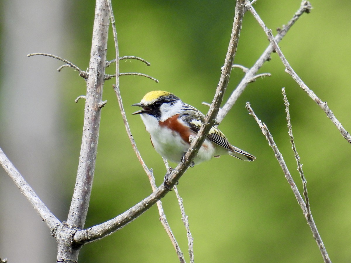 Chestnut-sided Warbler - ML620281455