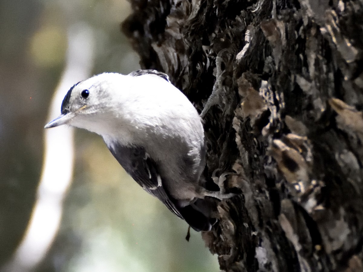 White-breasted Nuthatch - ML620281456