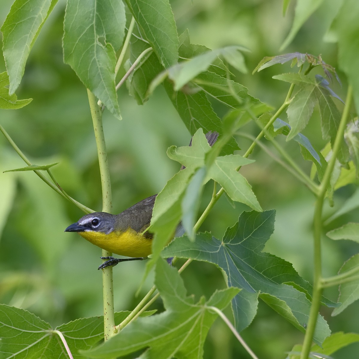 Yellow-breasted Chat - ML620281464