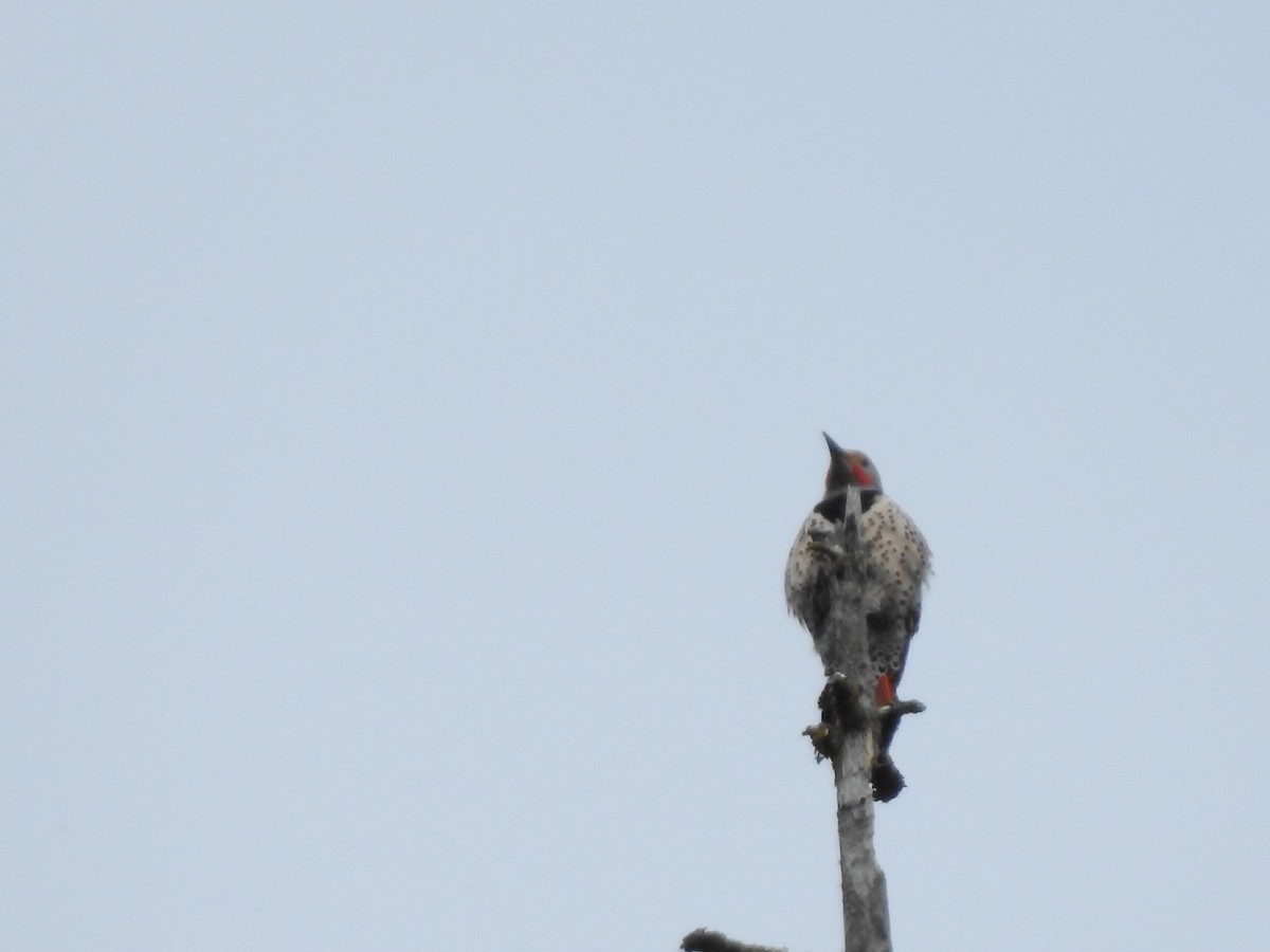 Northern Flicker - ML620281465