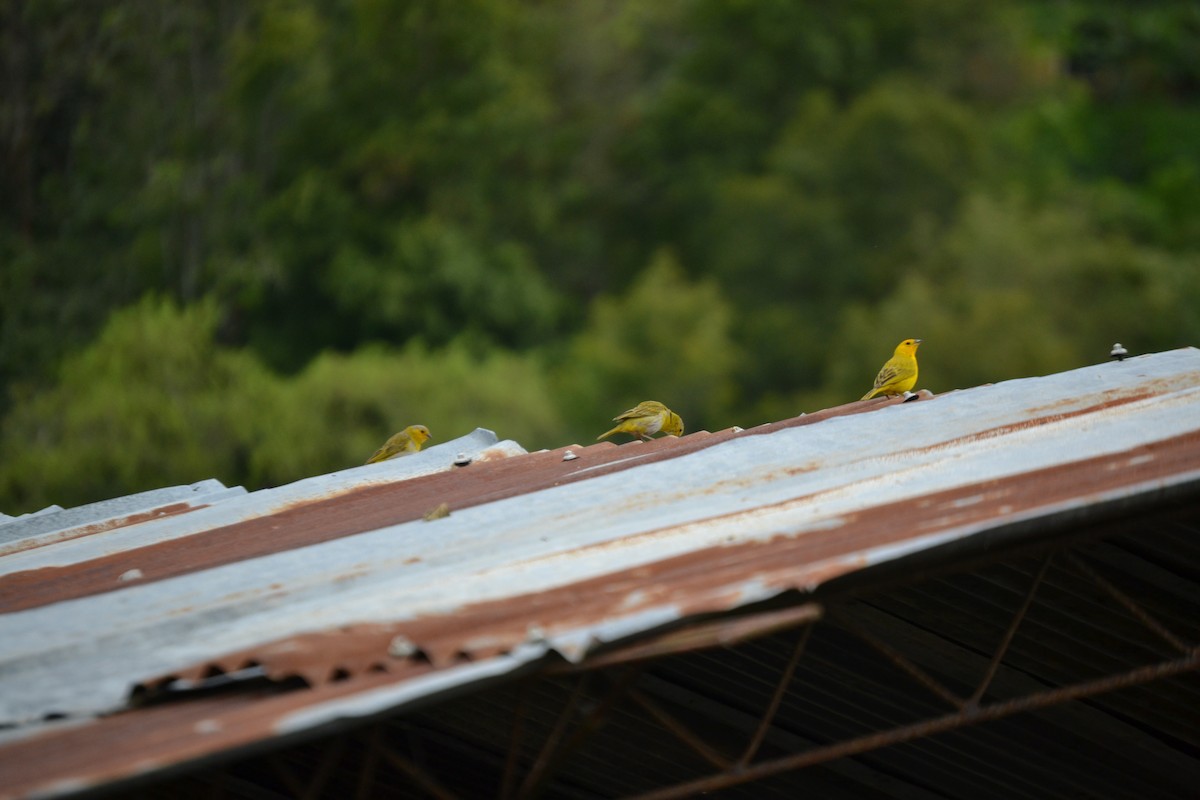 Saffron Finch - ML620281466