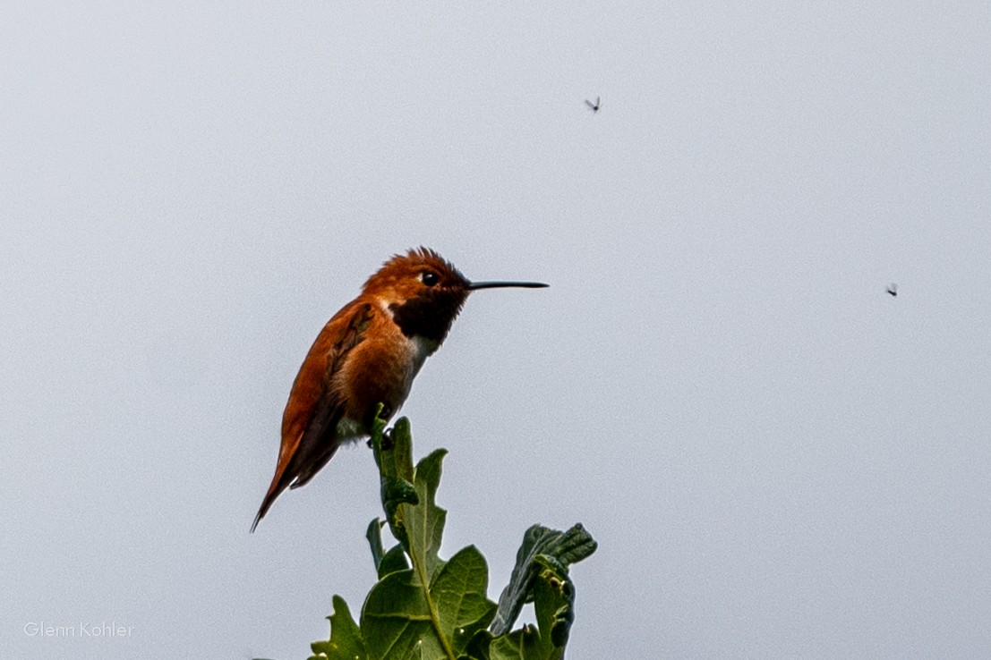 Rufous Hummingbird - ML620281467
