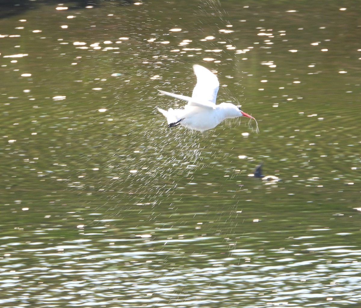 Caspian Tern - ML620281469