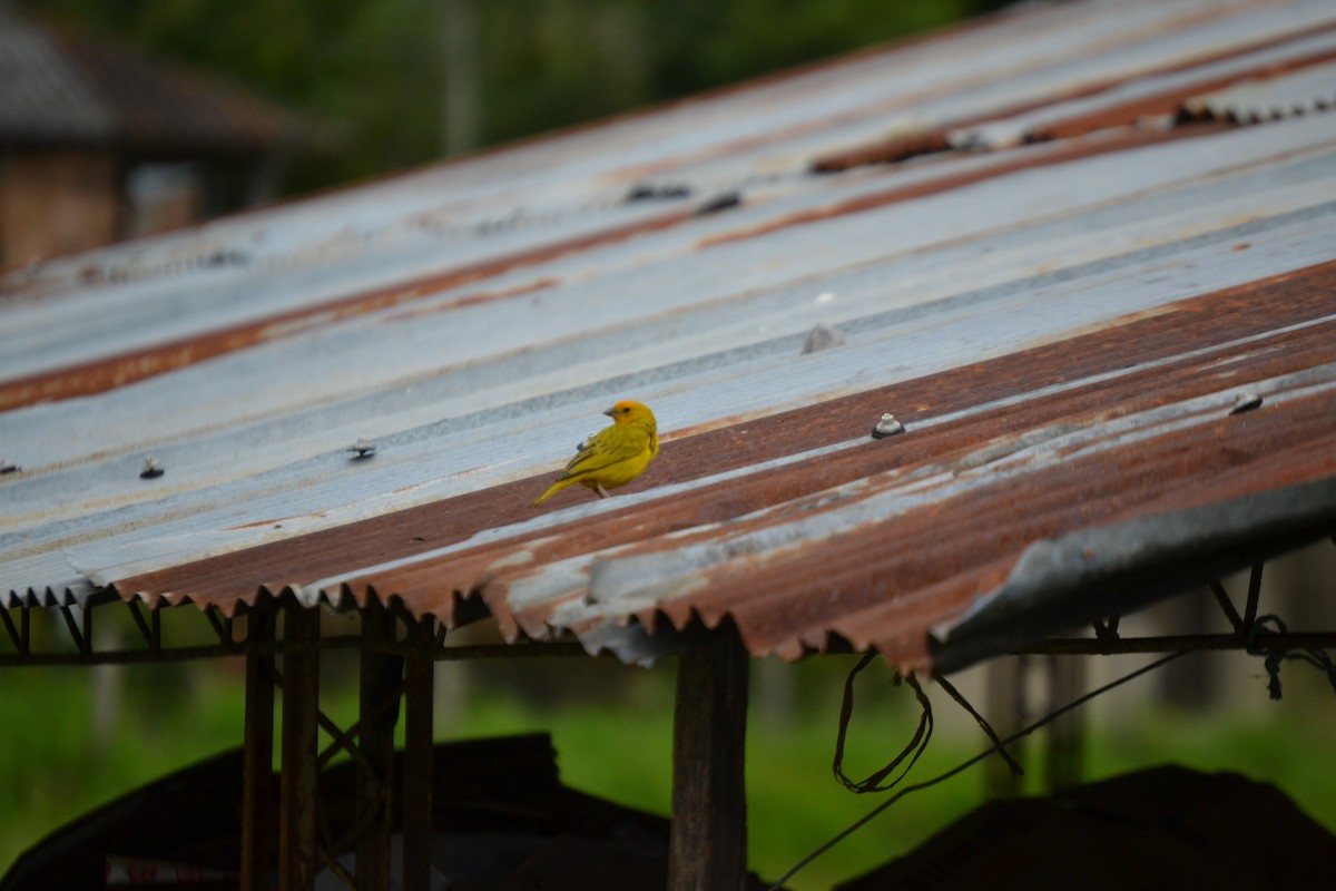 Saffron Finch - ML620281472