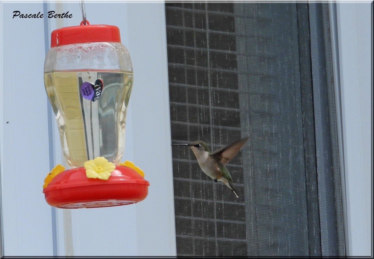 Ruby-throated Hummingbird - ML620281476