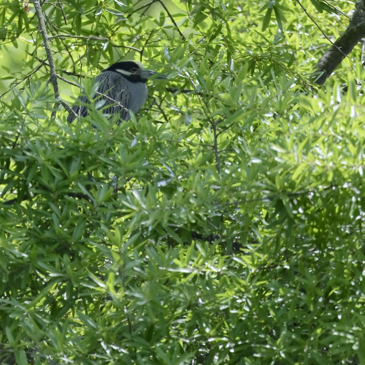 Yellow-crowned Night Heron - ML620281478