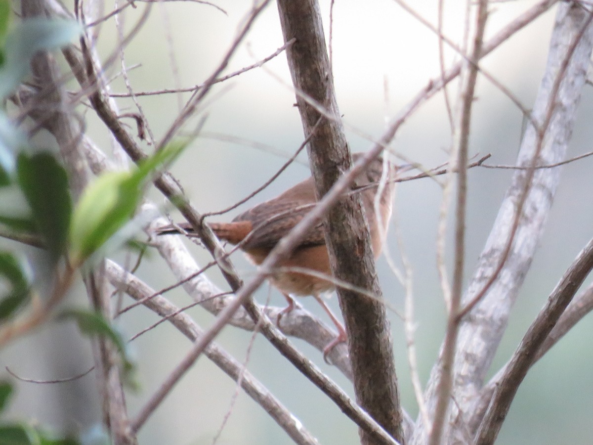 House Wren - ML620281480