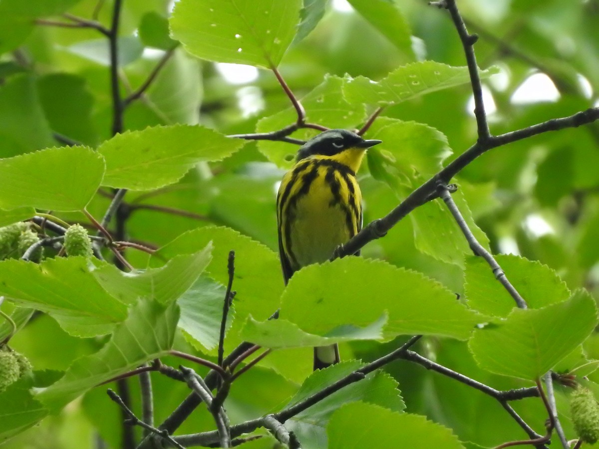 Magnolia Warbler - ML620281482