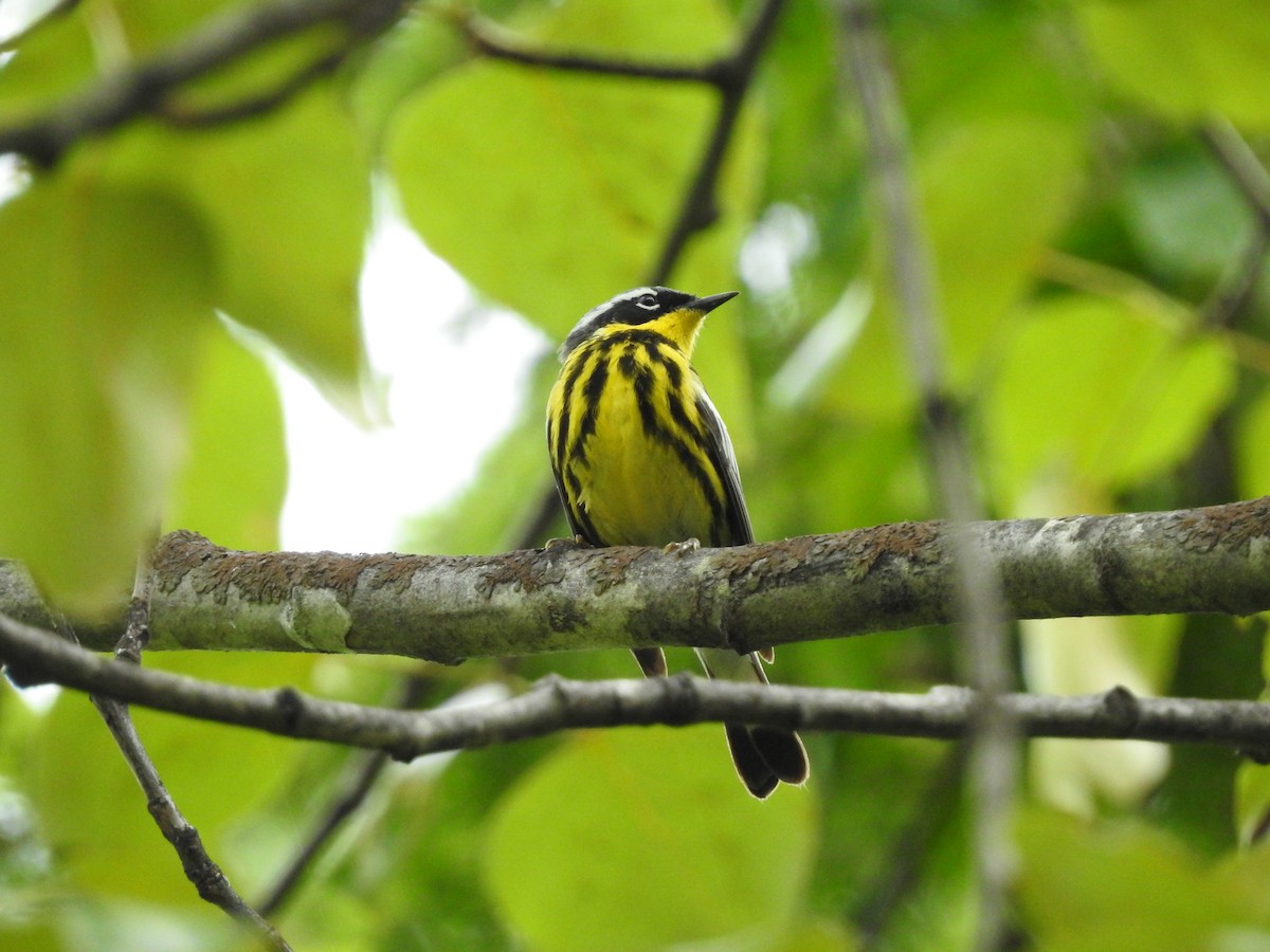 Magnolia Warbler - ML620281483