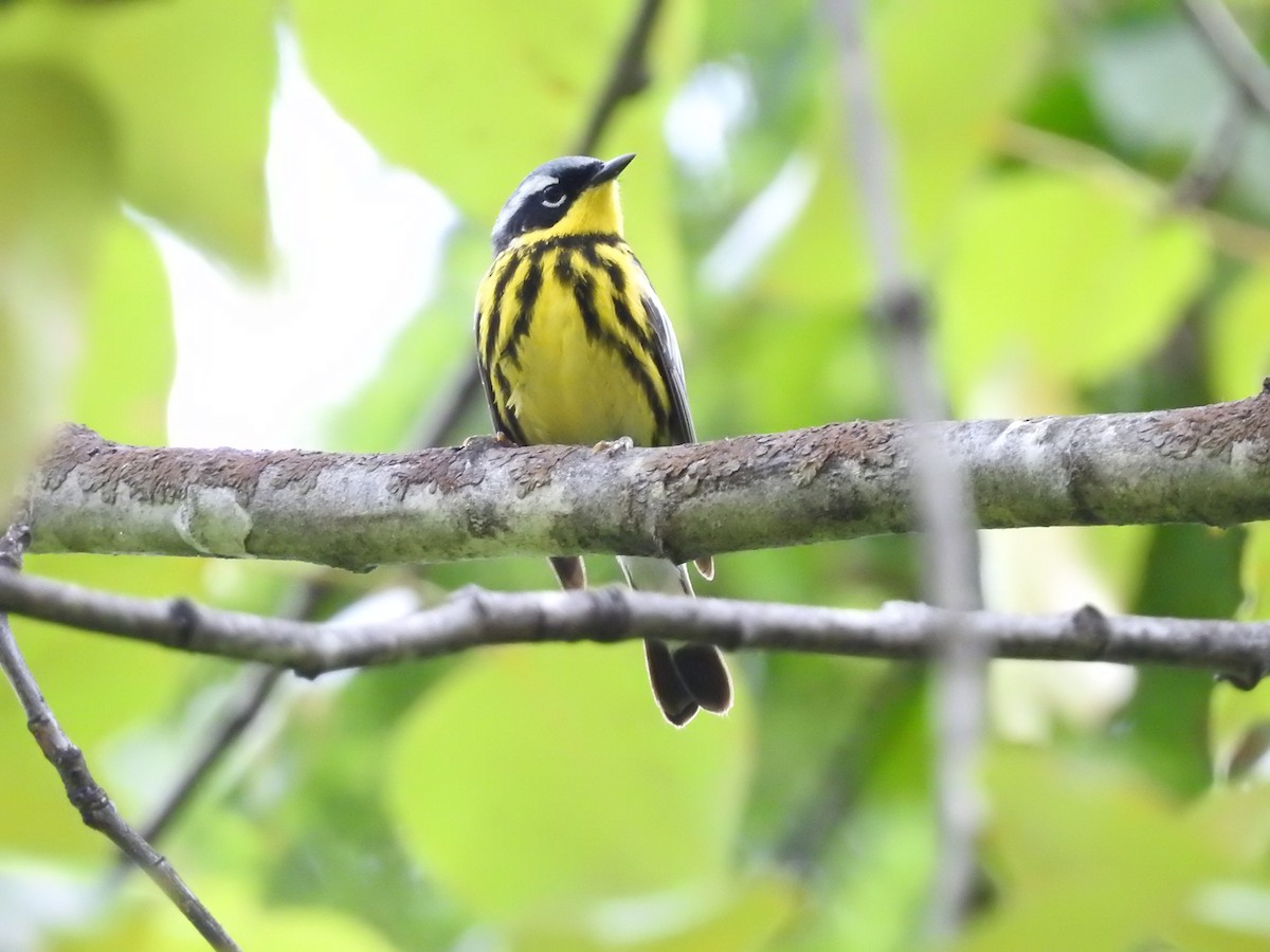 Magnolia Warbler - ML620281485