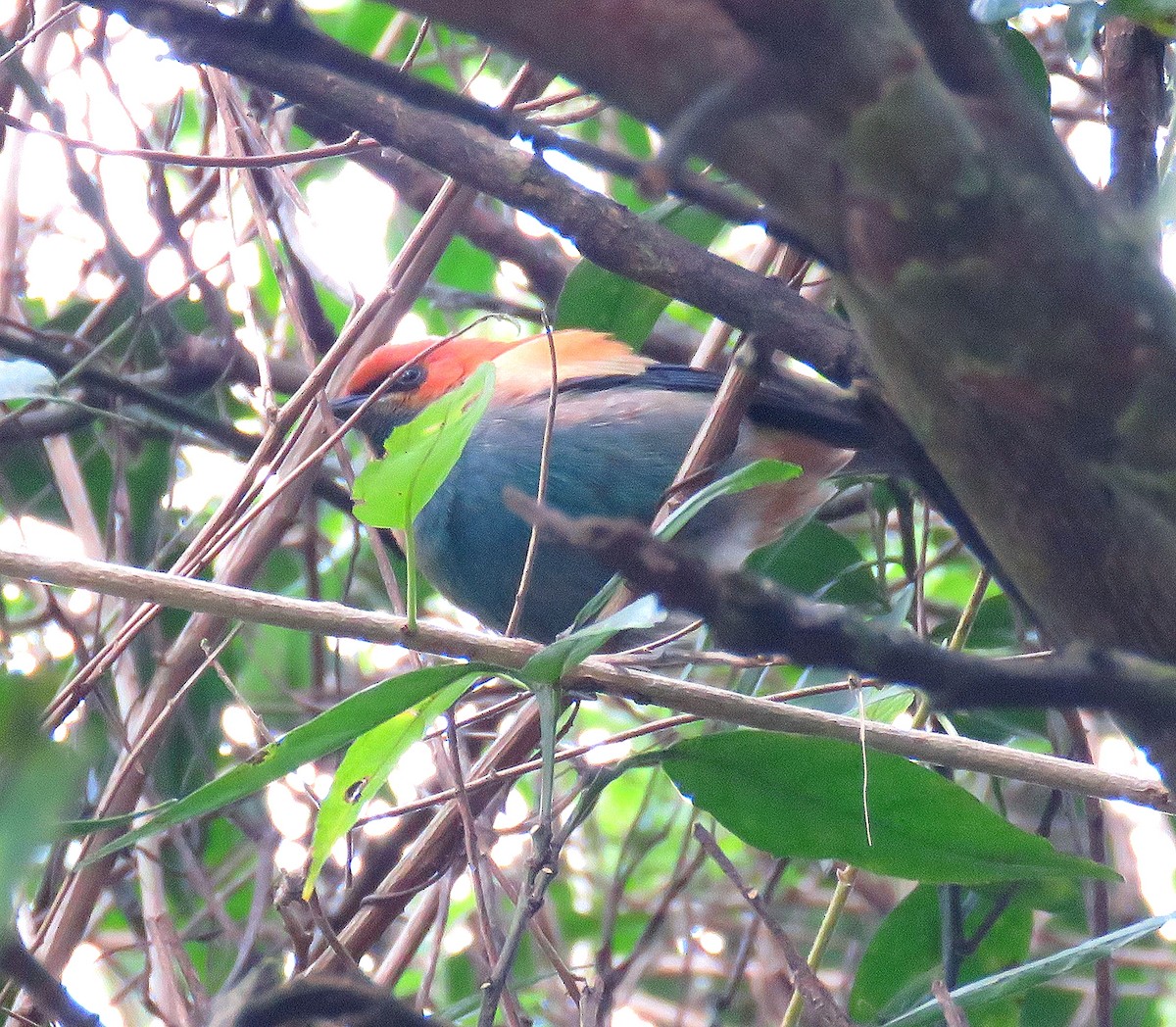 Chestnut-backed Tanager - ML620281487