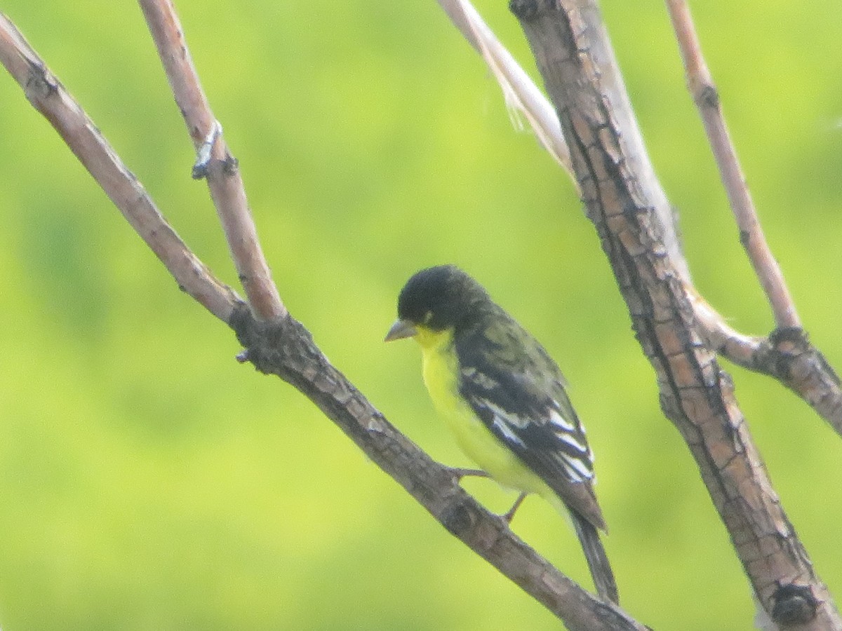 Lesser Goldfinch - ML620281488