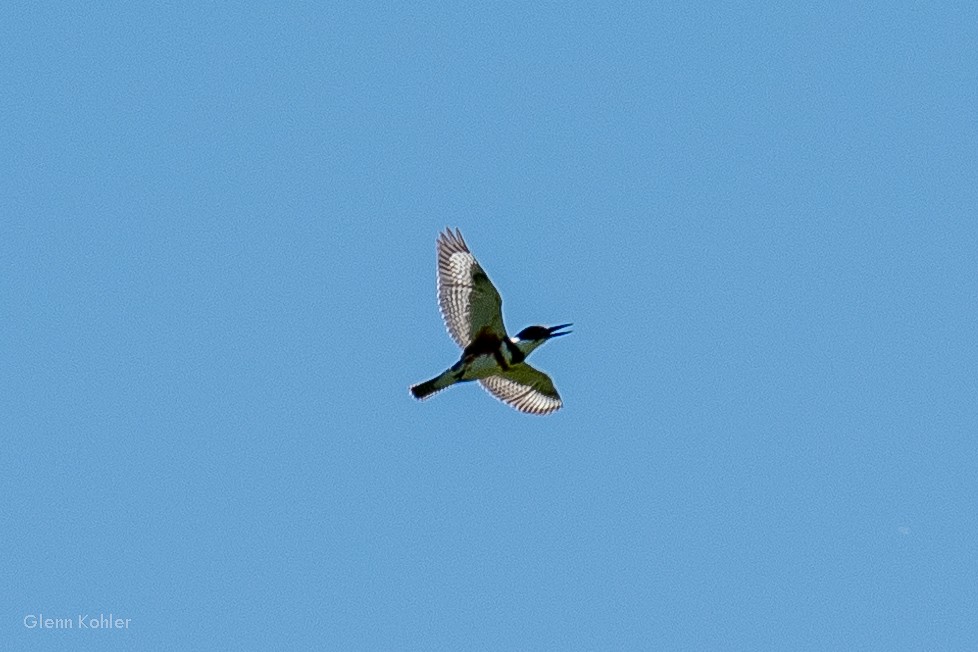 Belted Kingfisher - ML620281490