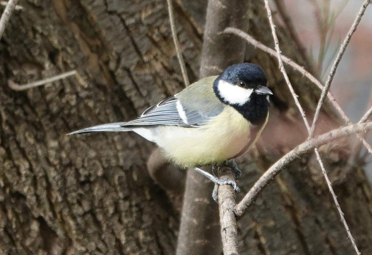 Great Tit - ML620281494