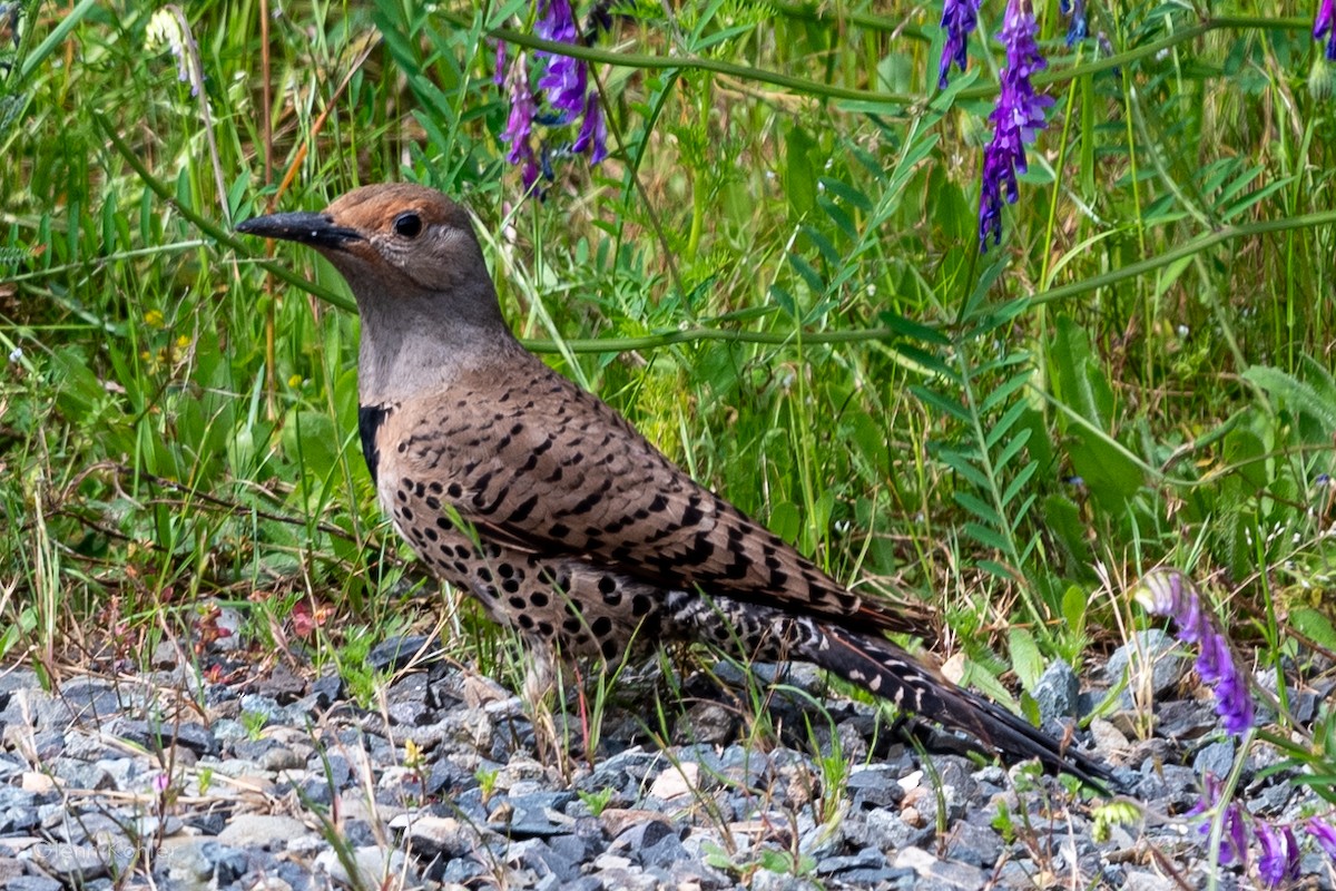 Northern Flicker - ML620281496