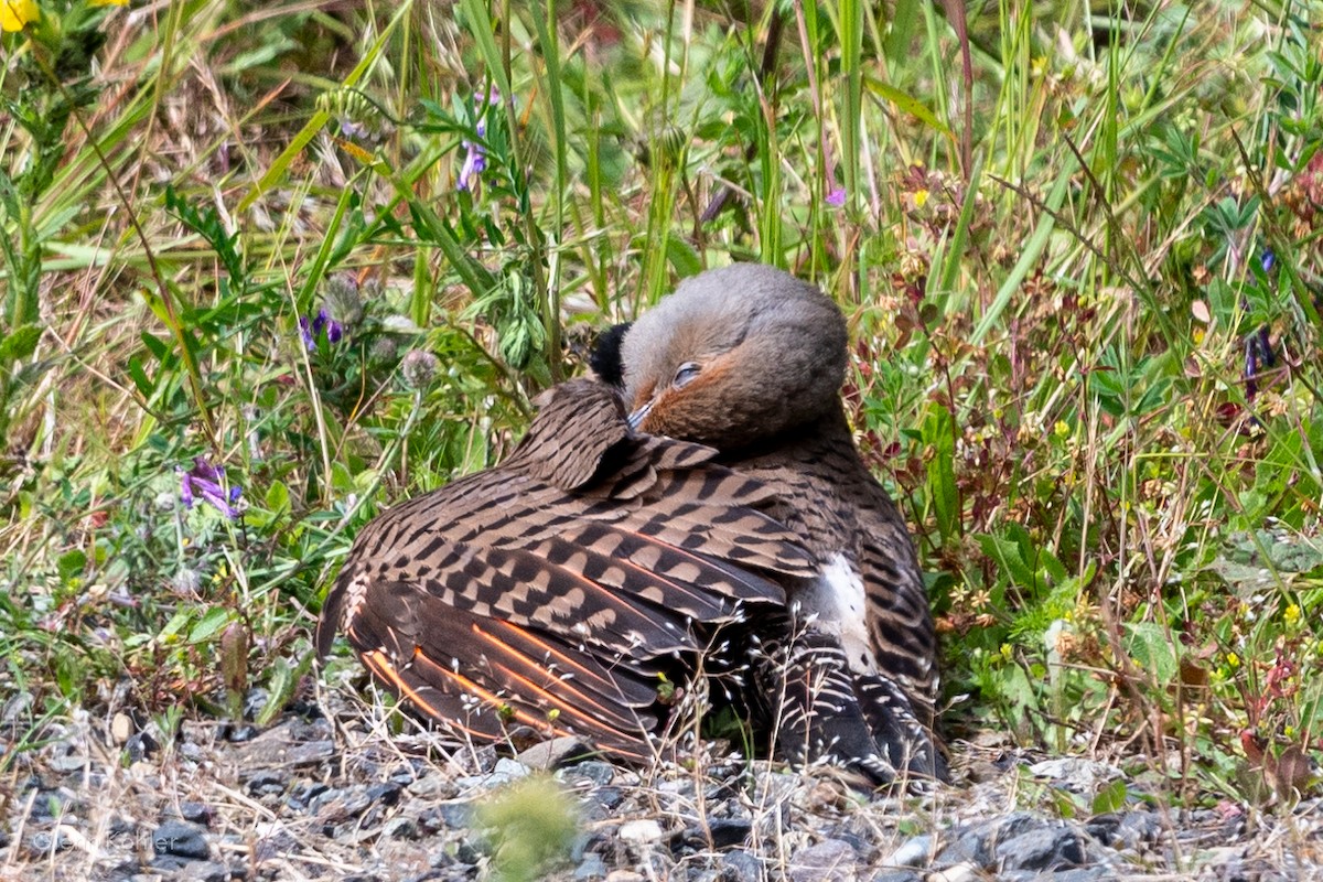 Northern Flicker - ML620281497