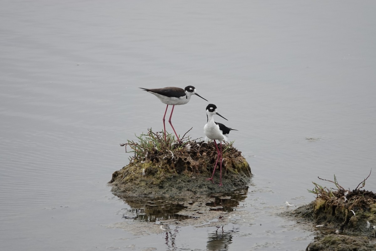 Black-necked Stilt - ML620281505