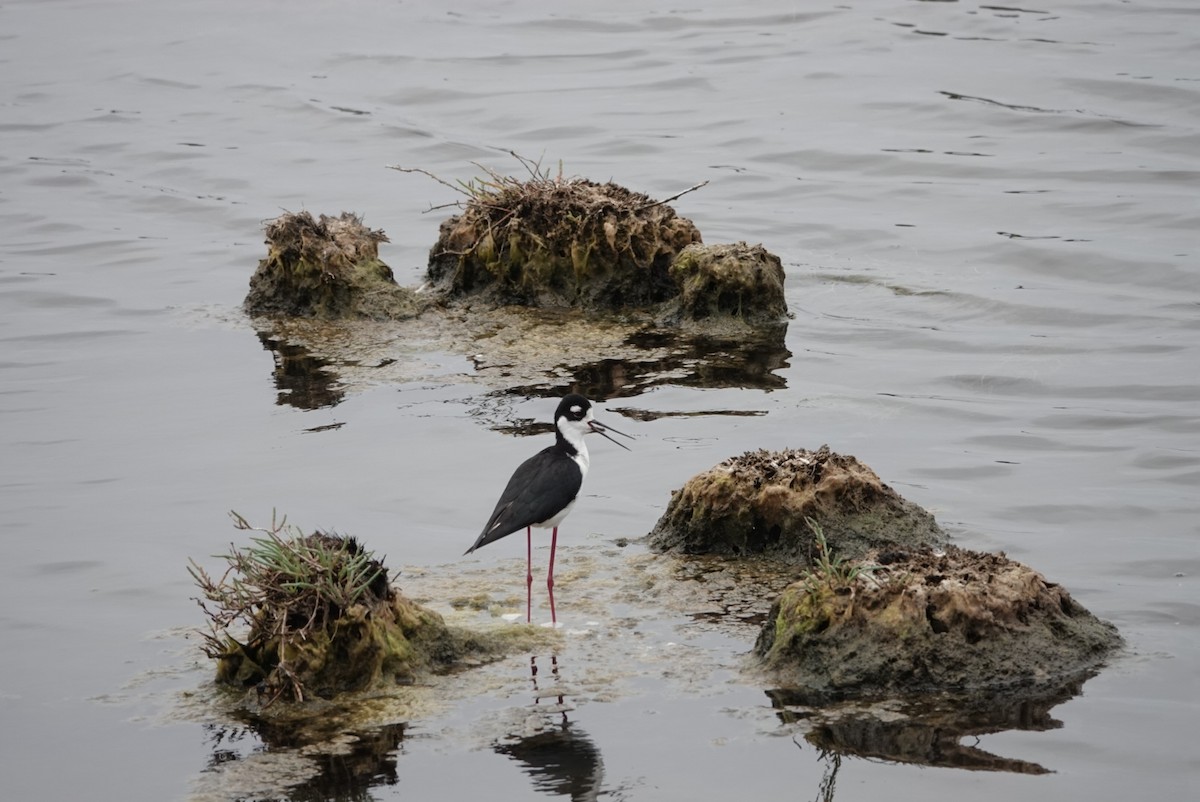 Black-necked Stilt - ML620281506