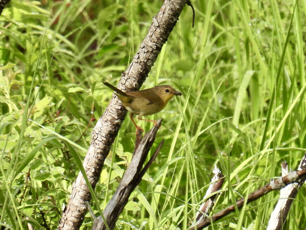 Paruline masquée - ML620281511