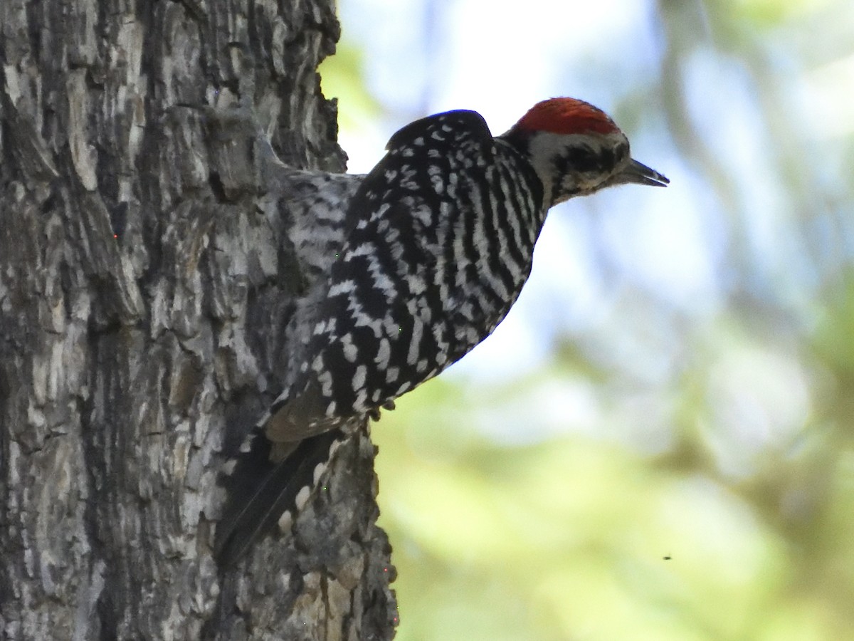 Ladder-backed Woodpecker - ML620281517