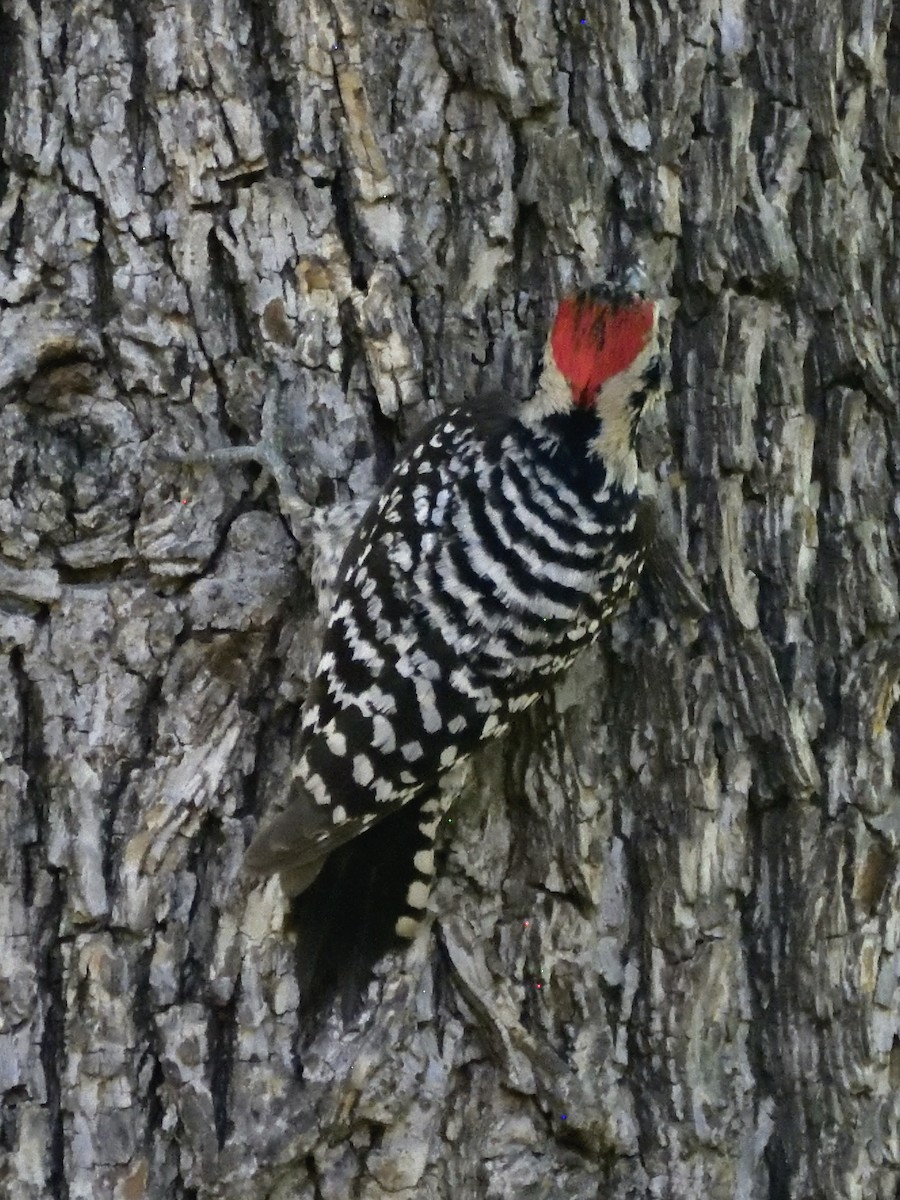 Ladder-backed Woodpecker - ML620281518