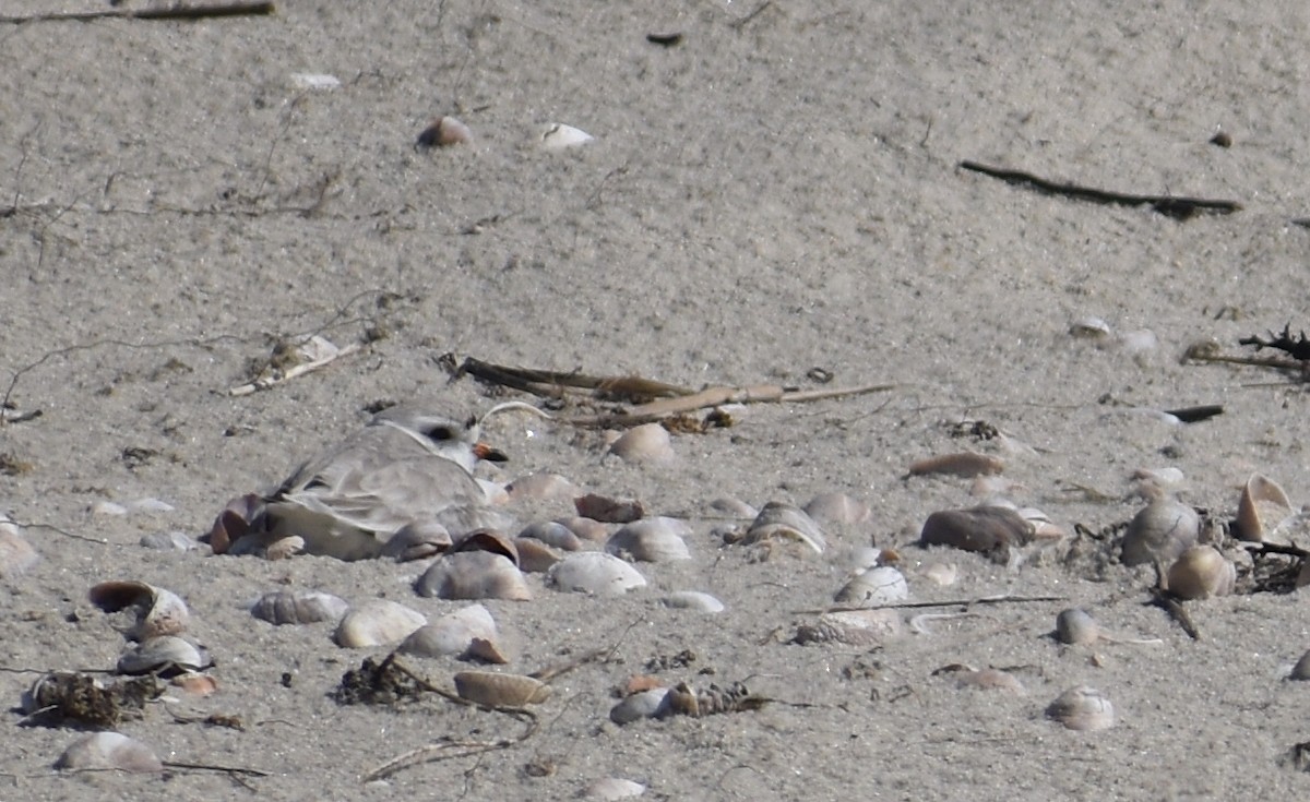Piping Plover - ML620281519