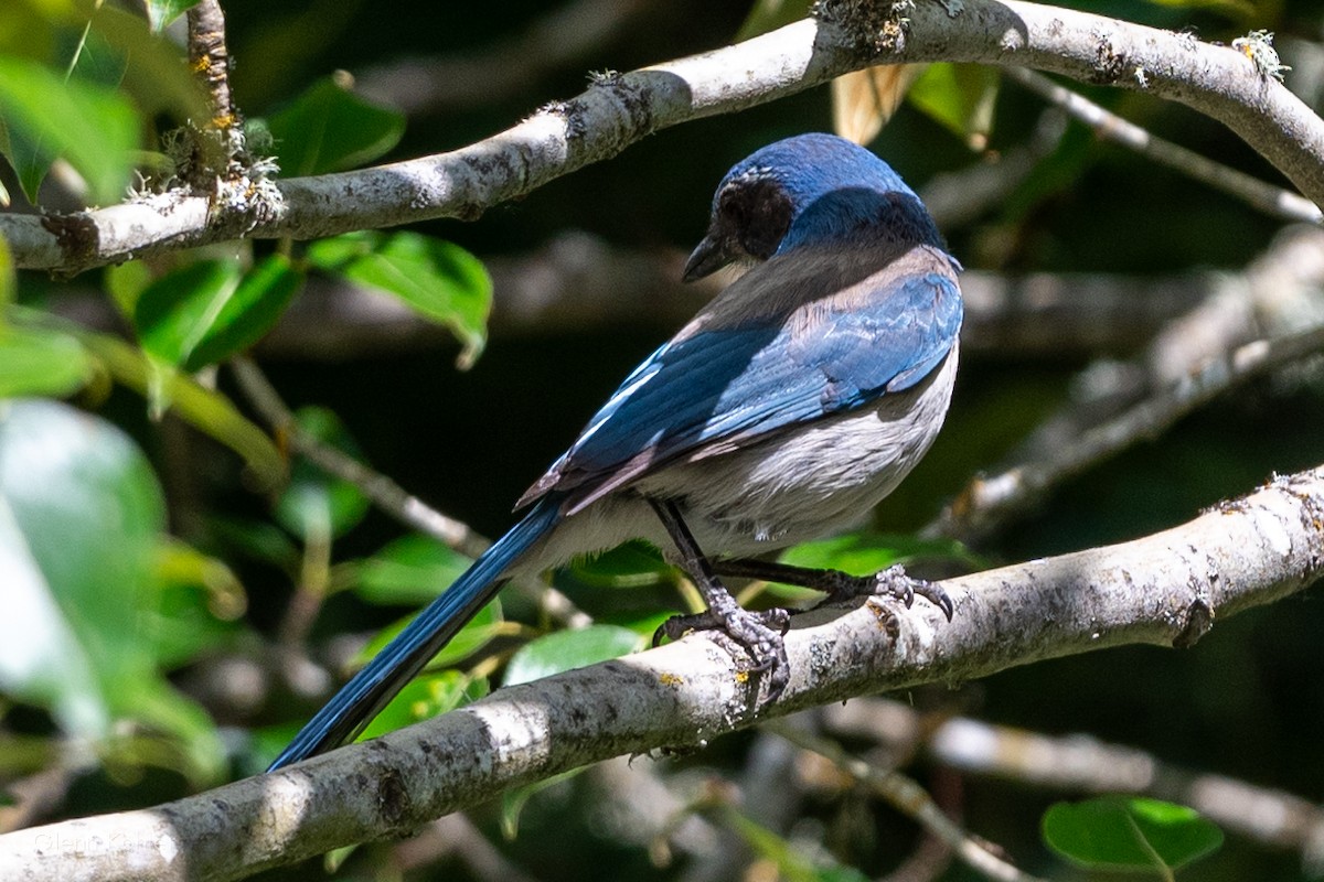 California Scrub-Jay - ML620281521