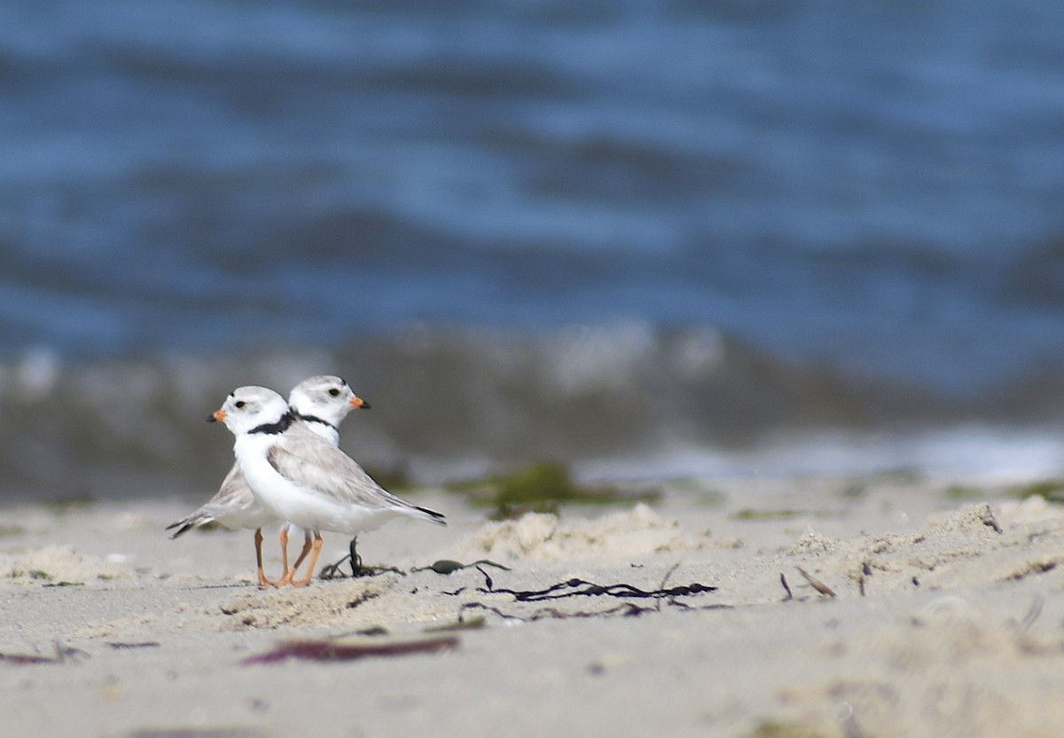 Piping Plover - ML620281524