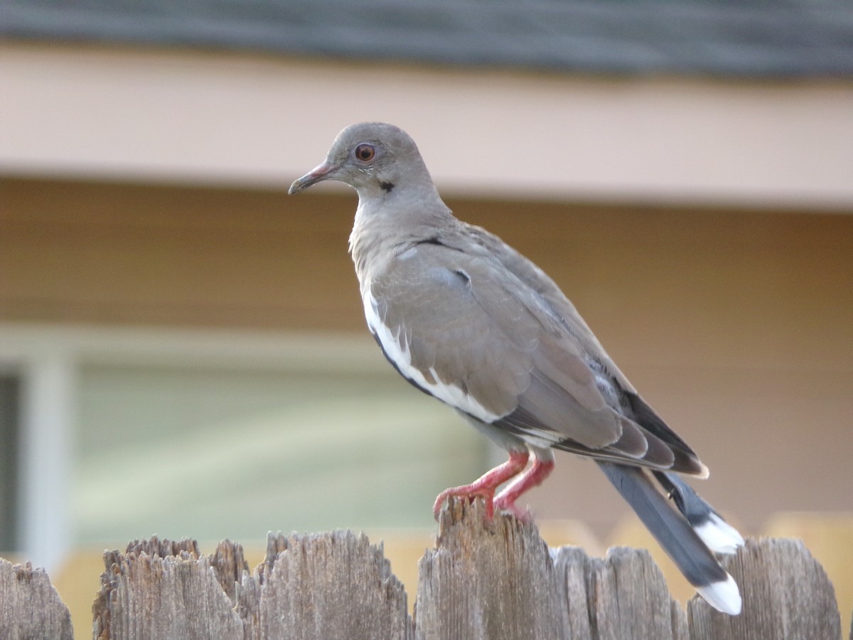 White-winged Dove - ML620281525