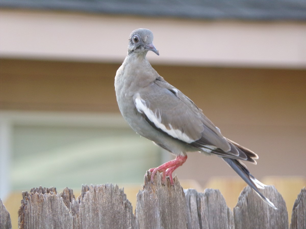 White-winged Dove - ML620281526