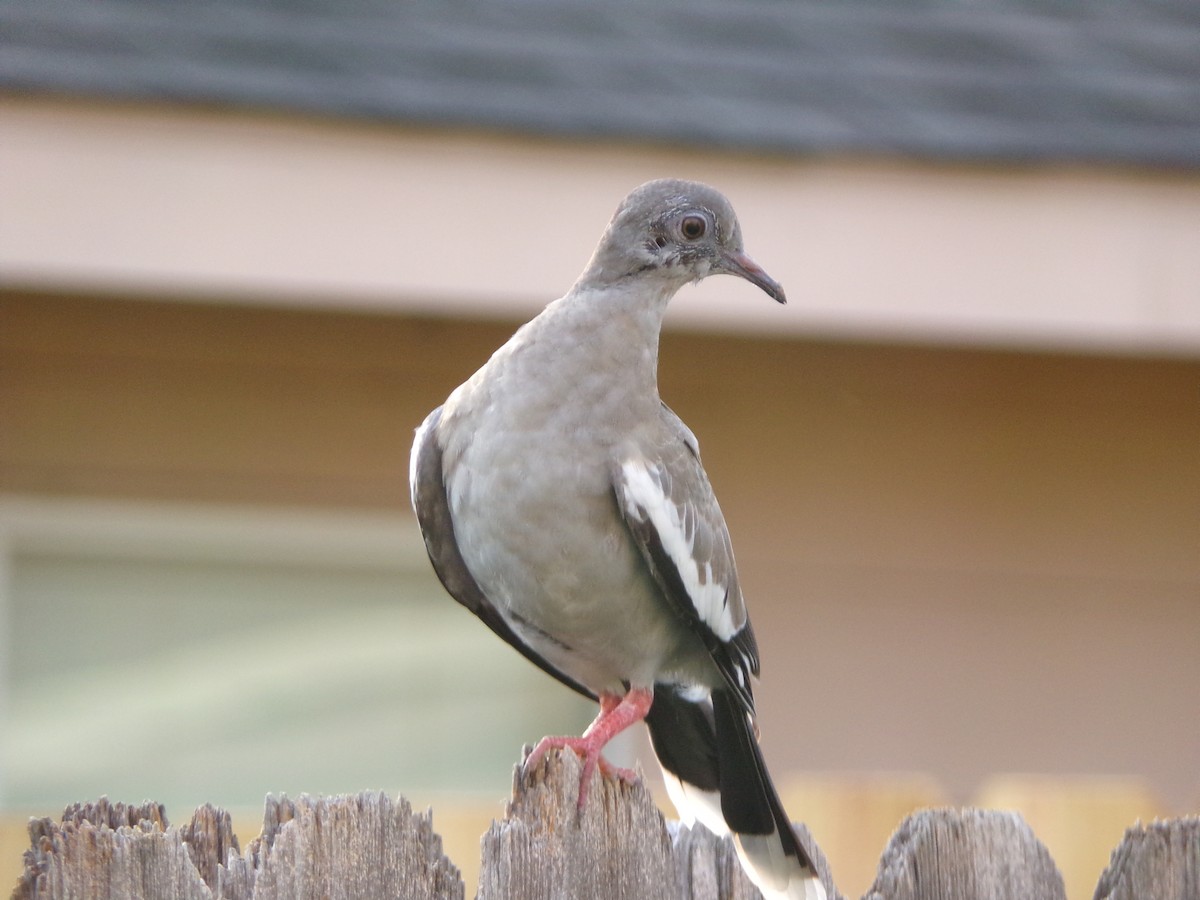 White-winged Dove - ML620281528