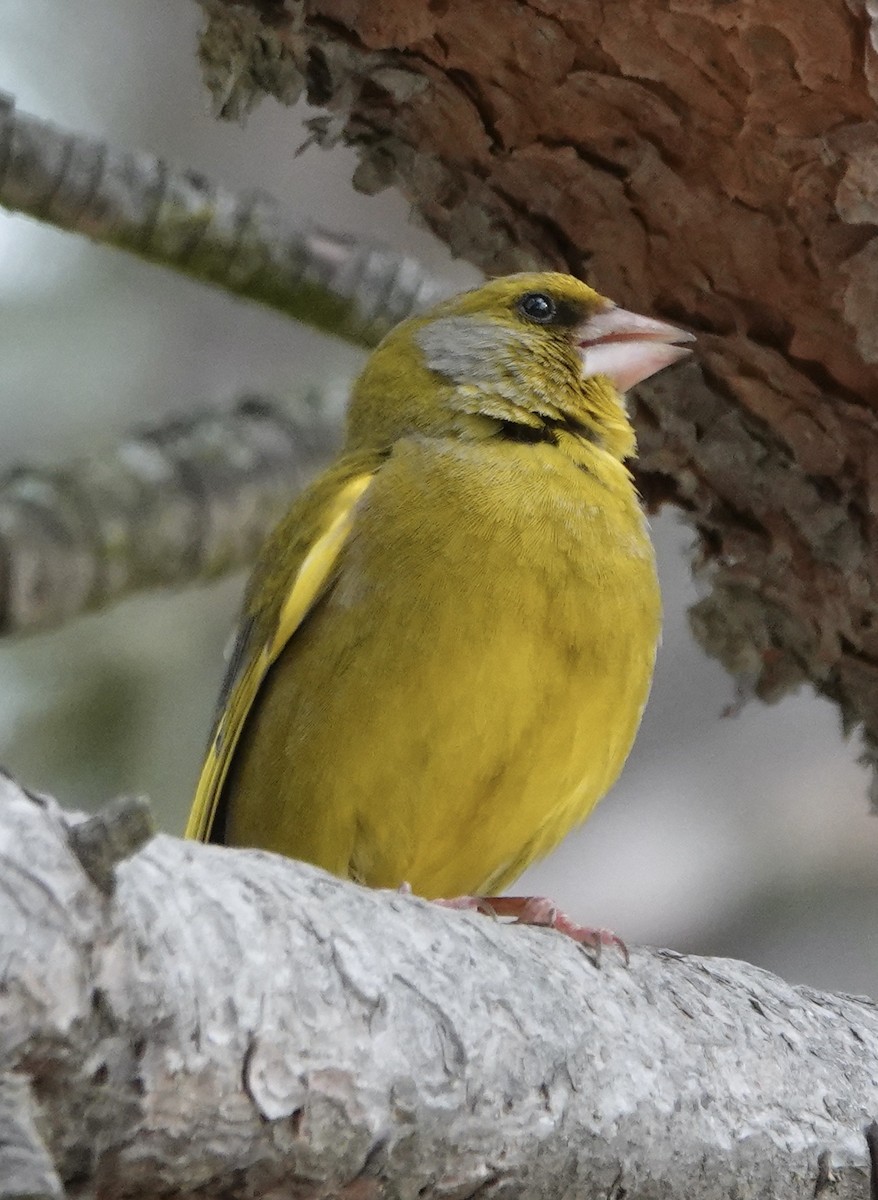 European Greenfinch - ML620281530