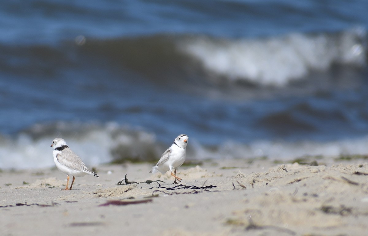 Piping Plover - ML620281531