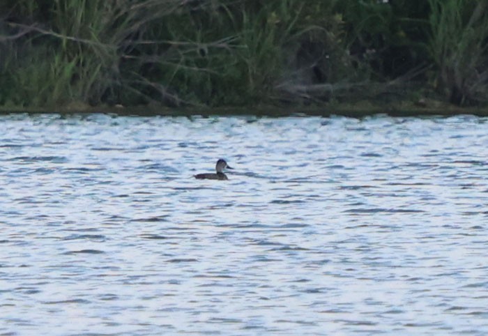 Ring-necked Duck - ML620281532