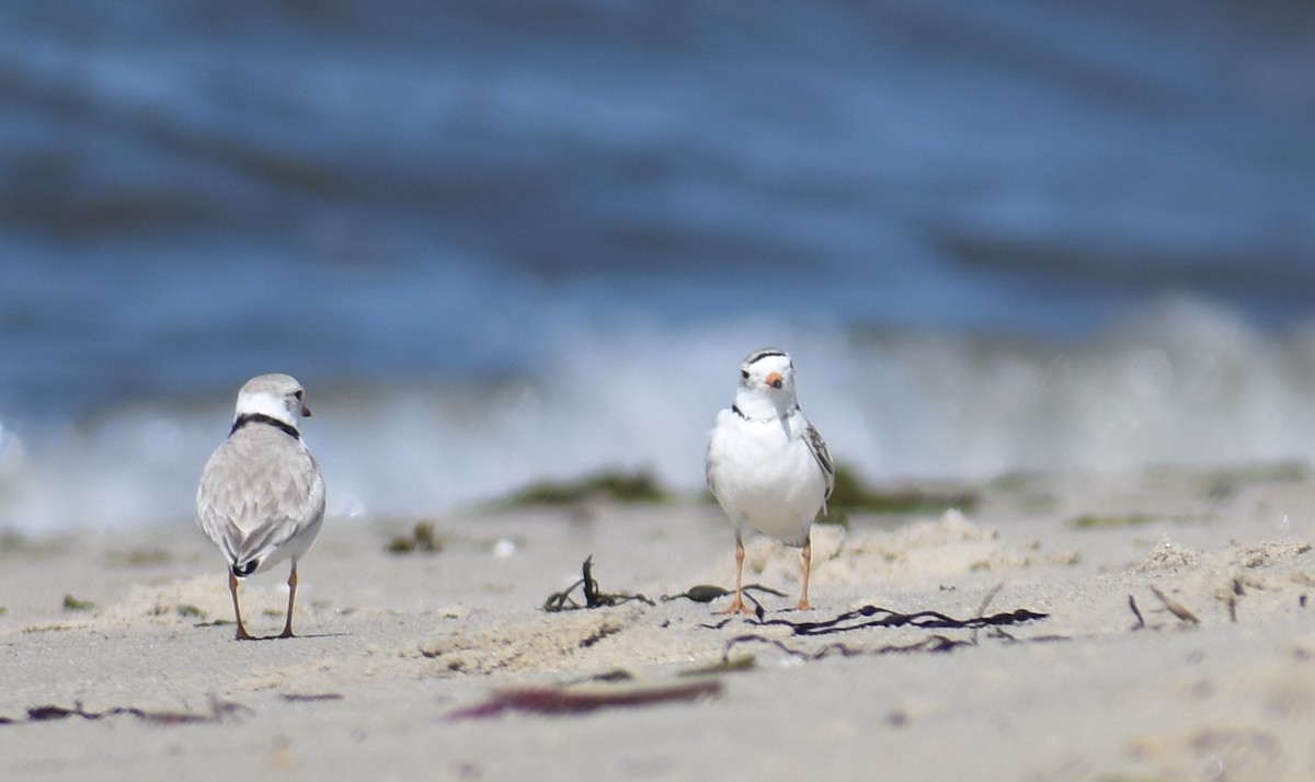 Piping Plover - ML620281533