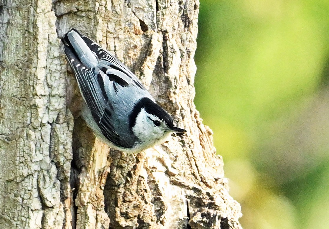 White-breasted Nuthatch - ML620281535