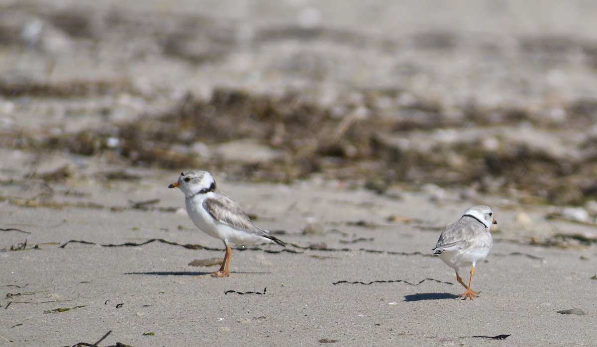 Piping Plover - ML620281536