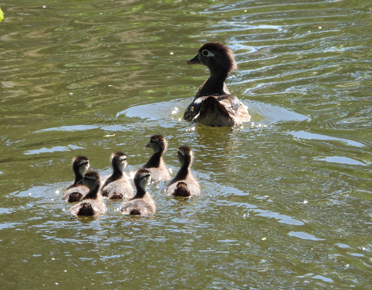 Wood Duck - ML620281538