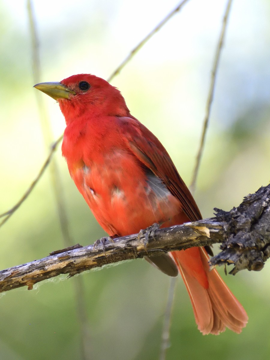 Summer Tanager - ML620281540