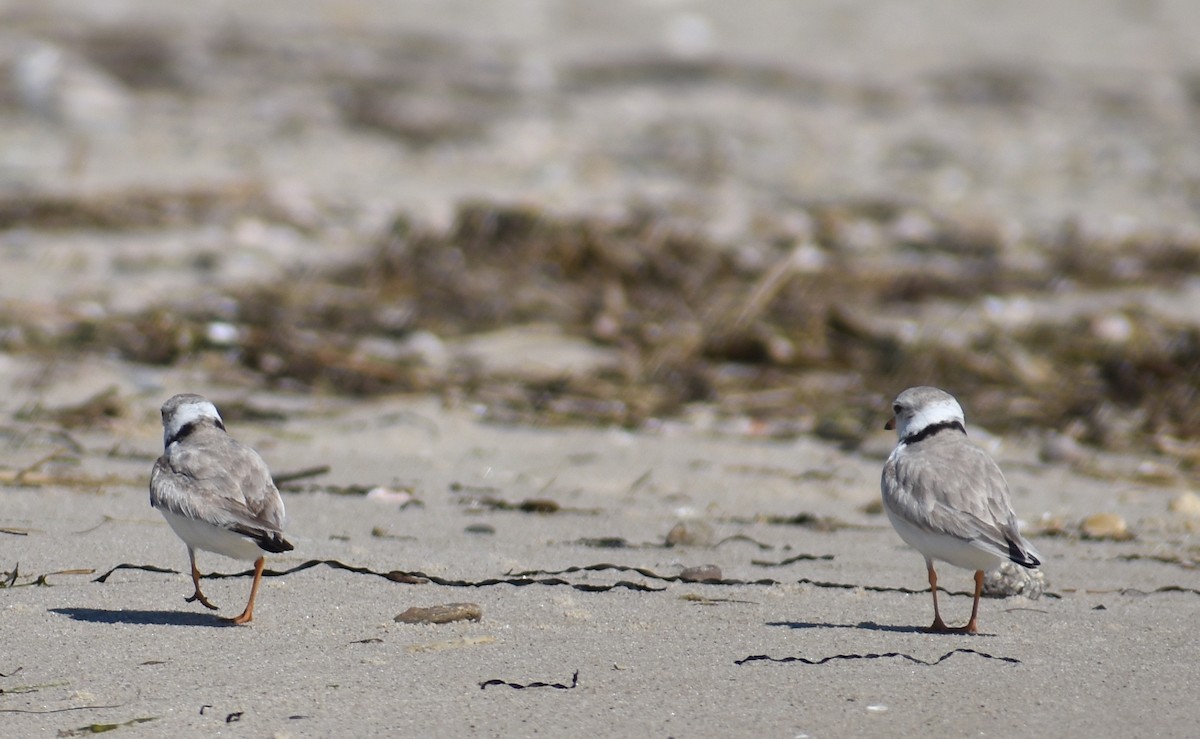 Piping Plover - ML620281541