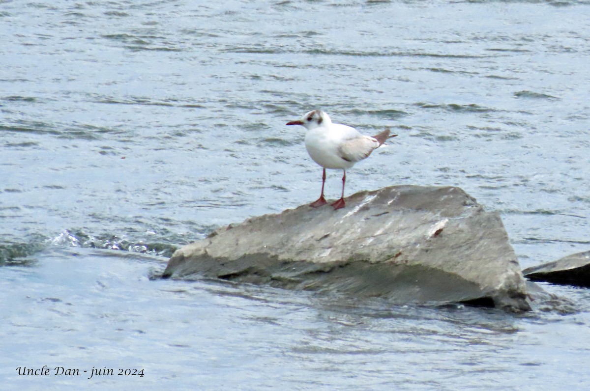 Black-headed Gull - ML620281546