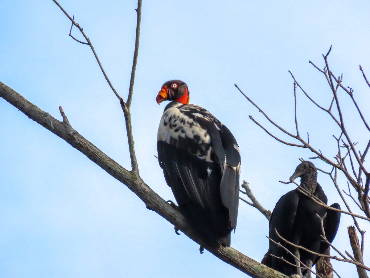 King Vulture - Dagoberto Rudas gonzalez