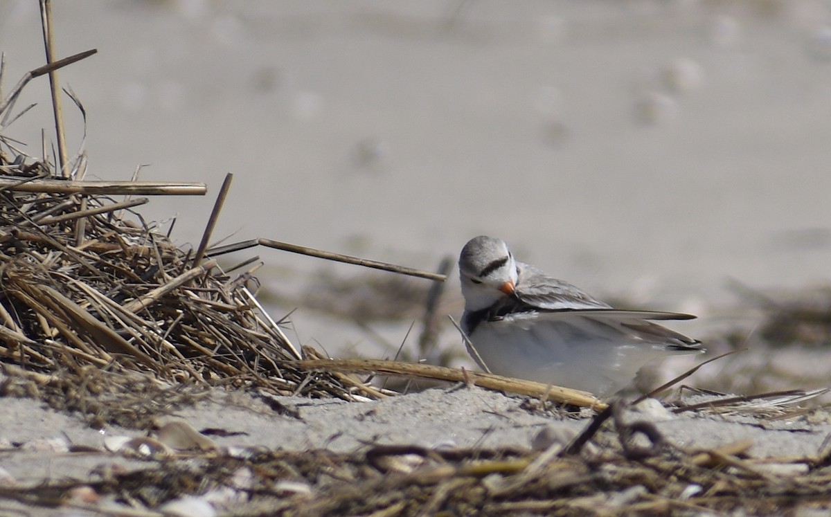 Piping Plover - ML620281551